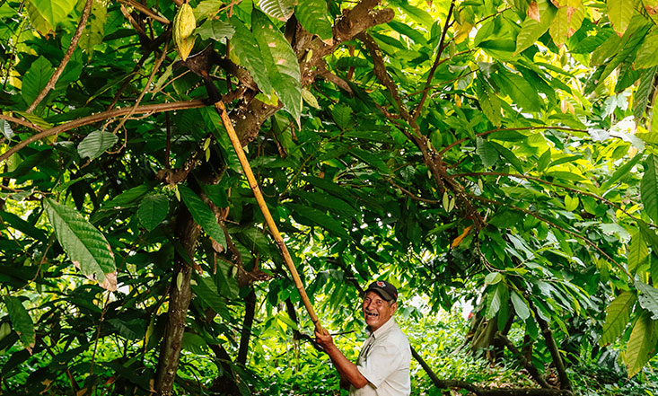 Don Beto agricultor de cacao hacienda la luz